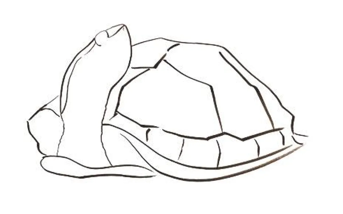 Warum ein Designer öfter wie eine Schildkröte sein sollte