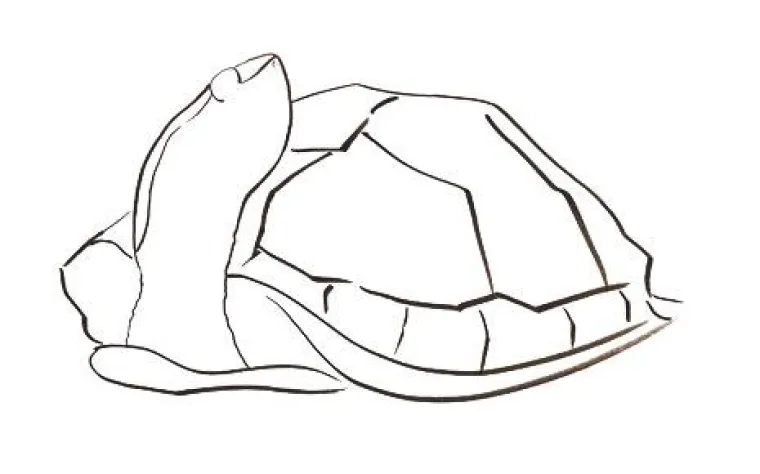 Bild: eBook: Schildkröte oder Lemming - ist jetzt veröffentlicht und frei verfügbar