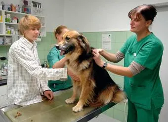 Bild: 25 Jahre Krankenversicherung für Tiere - Die Uelzener feiert ein besonderes Jubiläum