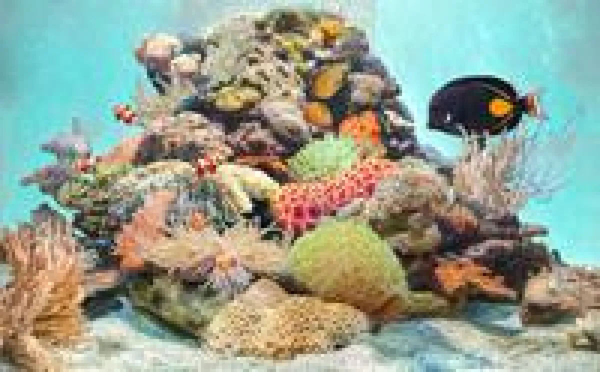 Salzwasser ist die Basis eines jeden Meerwasseraquariums. Foto: sera