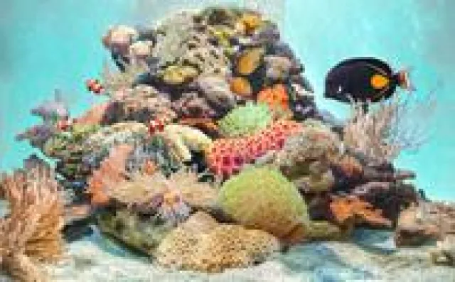 Bild: Salzwasser richtig ansetzen