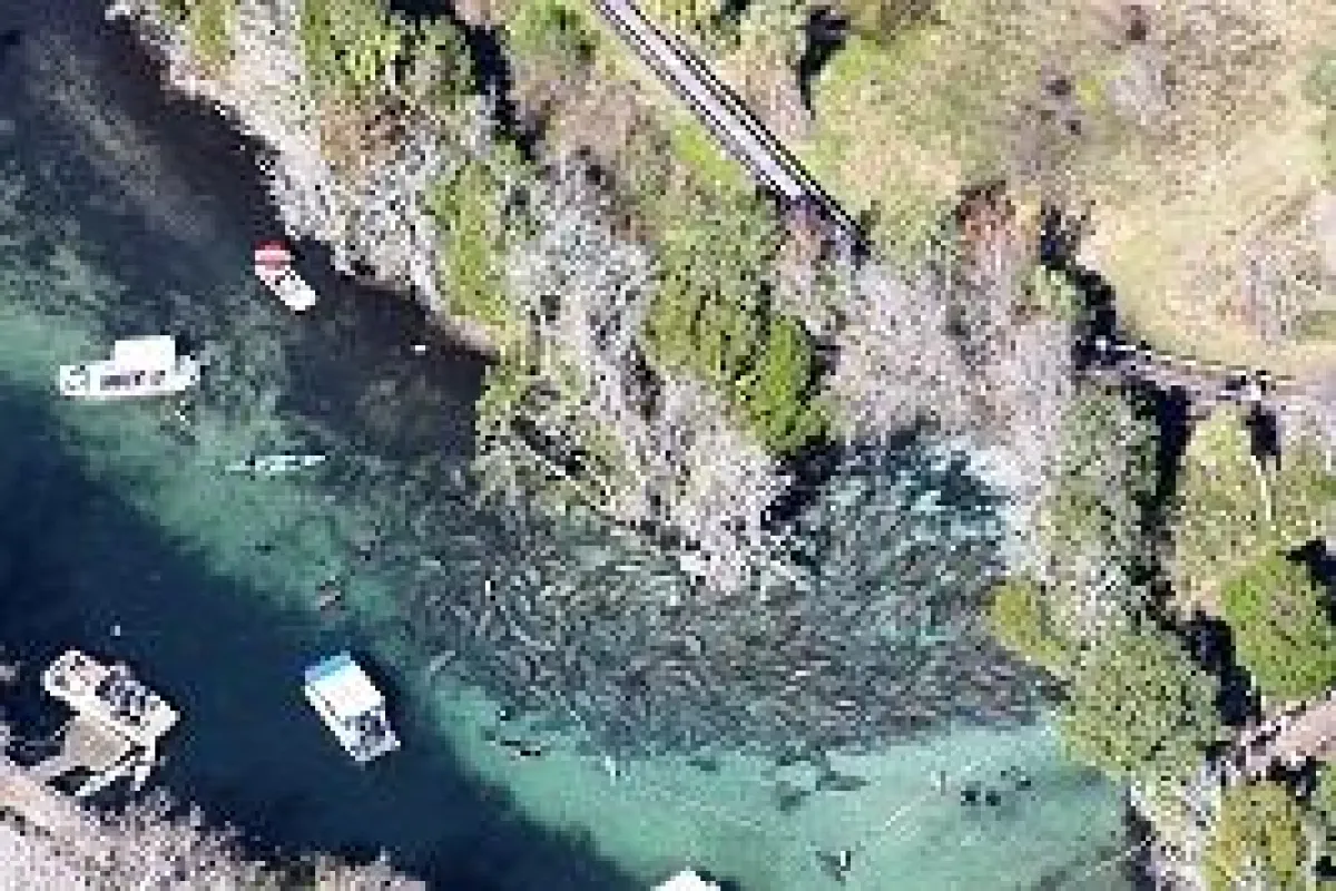 Three Sisters Springs Manatees Joyce Kleen copyright Discover Crystal River Florida