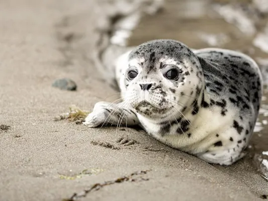 Bild: Biotechnologie für gestrandete Robben
