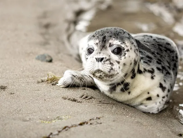 Bild: Biotechnologie für gestrandete Robben