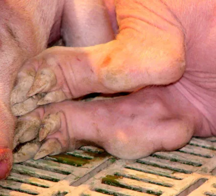 Bild: Tierschützer fordern: Schweinehaltungen schärfer kontrollieren und systembedingte Ursachen verbieten!