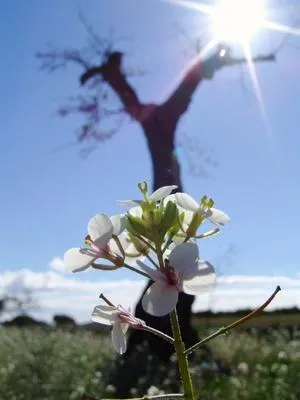 Bild: Mallorca-today.de verlängert Klimaschutz-Aktion für Mietwagen