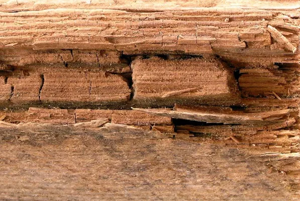 Bild: Unterschätzte Gefahr durch Hausschwamm - Massive Schäden schon in kurzer Zeit