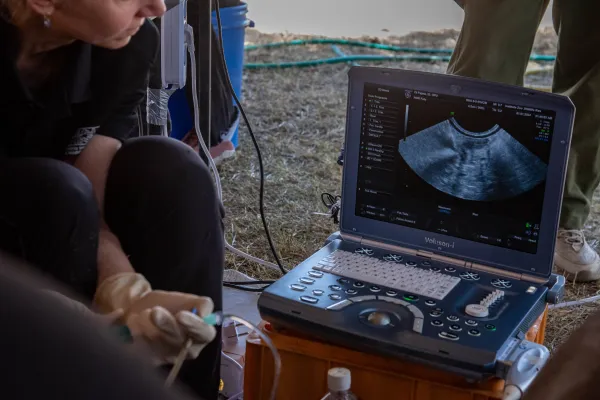 Bild: Neuer Embryo erhöht Überlebenschancen des Nördlichen Breitmaulnashorns