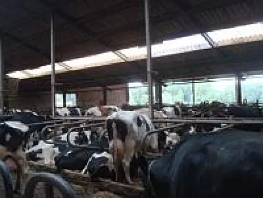 Bild: Vom Kalb zur Milchkuh – vom Kalb in die Mast
