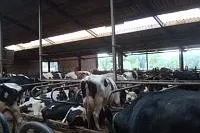 Vom Kalb zur Milchkuh – vom Kalb in die Mast Bild: Vom Kalb zur Milchkuh – vom Kalb in die Mast