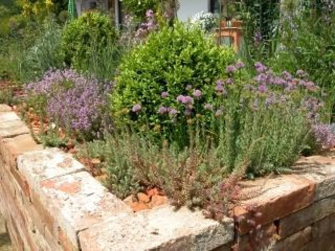 Auf der warmen Krone einer Backsteinmauer fühlen sich Buchsbaum, Thymian, Sedum und Schnittlauch wohl.