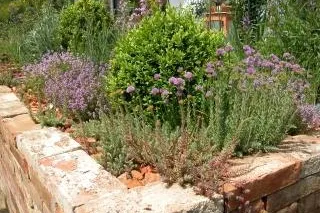 Bild: Klimawandel im Garten: Kein Problem mit Wassermangel