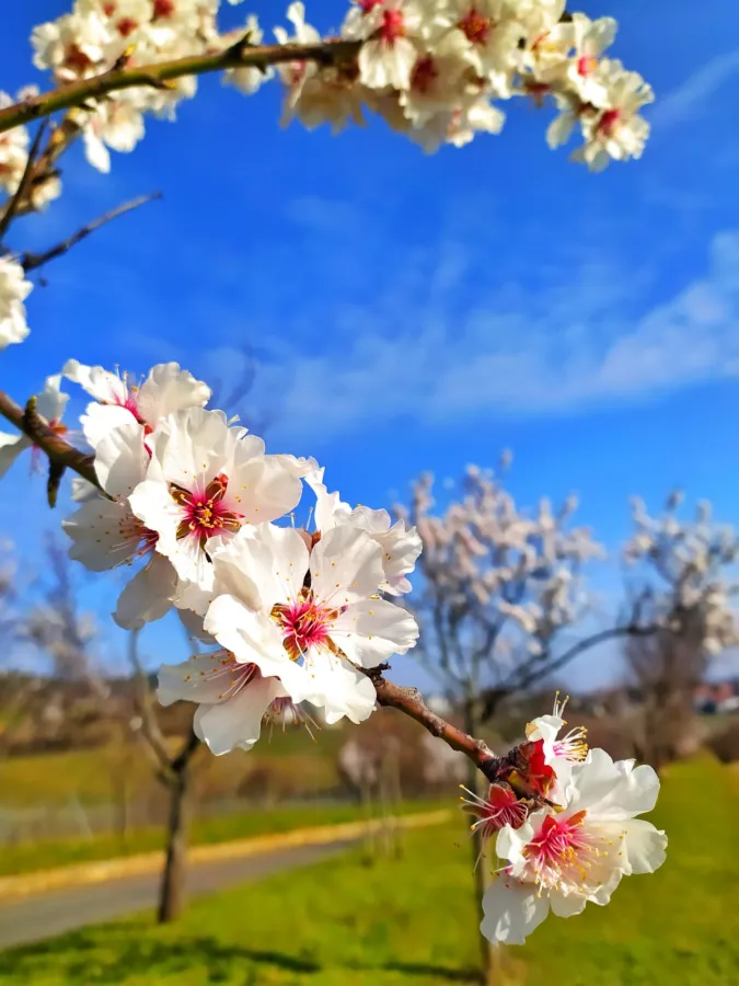 Mandelblüte 2021 (© Dennis de Vries)