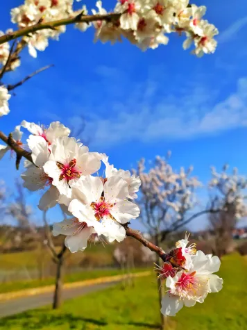 Bild: Kein Mandelblütenfest 2021 in Neustadt an der Weinstraße Touristen verbot