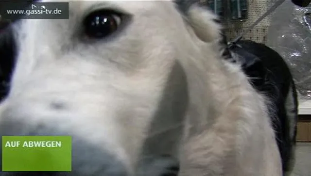 Bild: Hundepolitik?