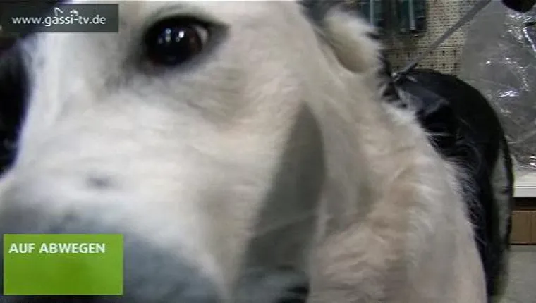 Bild: Hundepolitik?