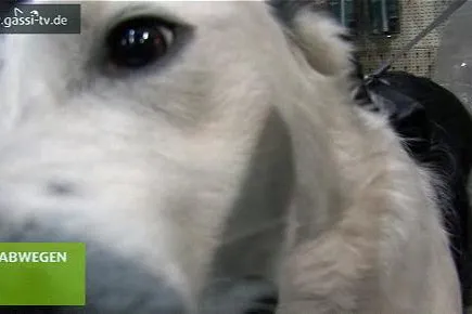 Hundepolitik? Bild: Hundepolitik?