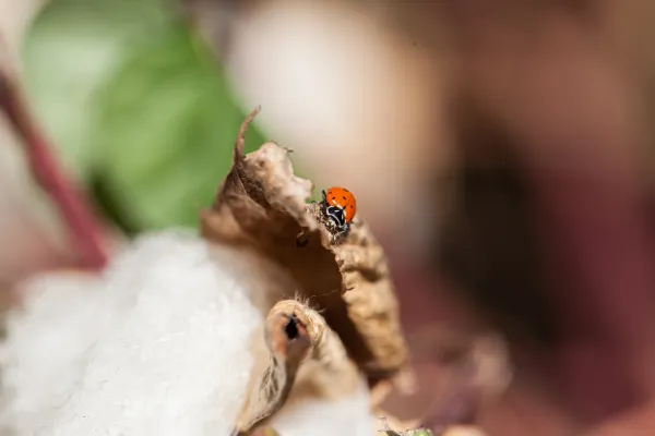Bild: Königin der Baumwoll-Faser: Cotonea stellt vier neue Bio-Pima-Baumwollstoffe vor