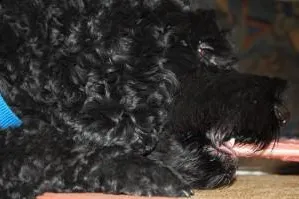 Bild: Artgerechte Ernährung für Hunde und Katzen