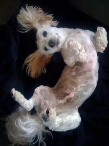 Bild: Hundebetreuung zum Hochzeitstag