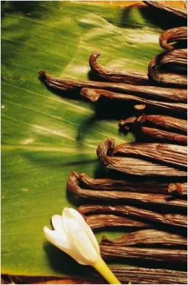 Bild: Tahiti Vanille in aller Munde – die beste Vanille der Welt jetzt auch im Emmi Caffe Latte Vanilla Tahiti