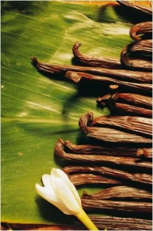 Bild: Tahiti Vanille in aller Munde – die beste Vanille der Welt jetzt auch im Emmi Caffe Latte Vanilla Tahiti