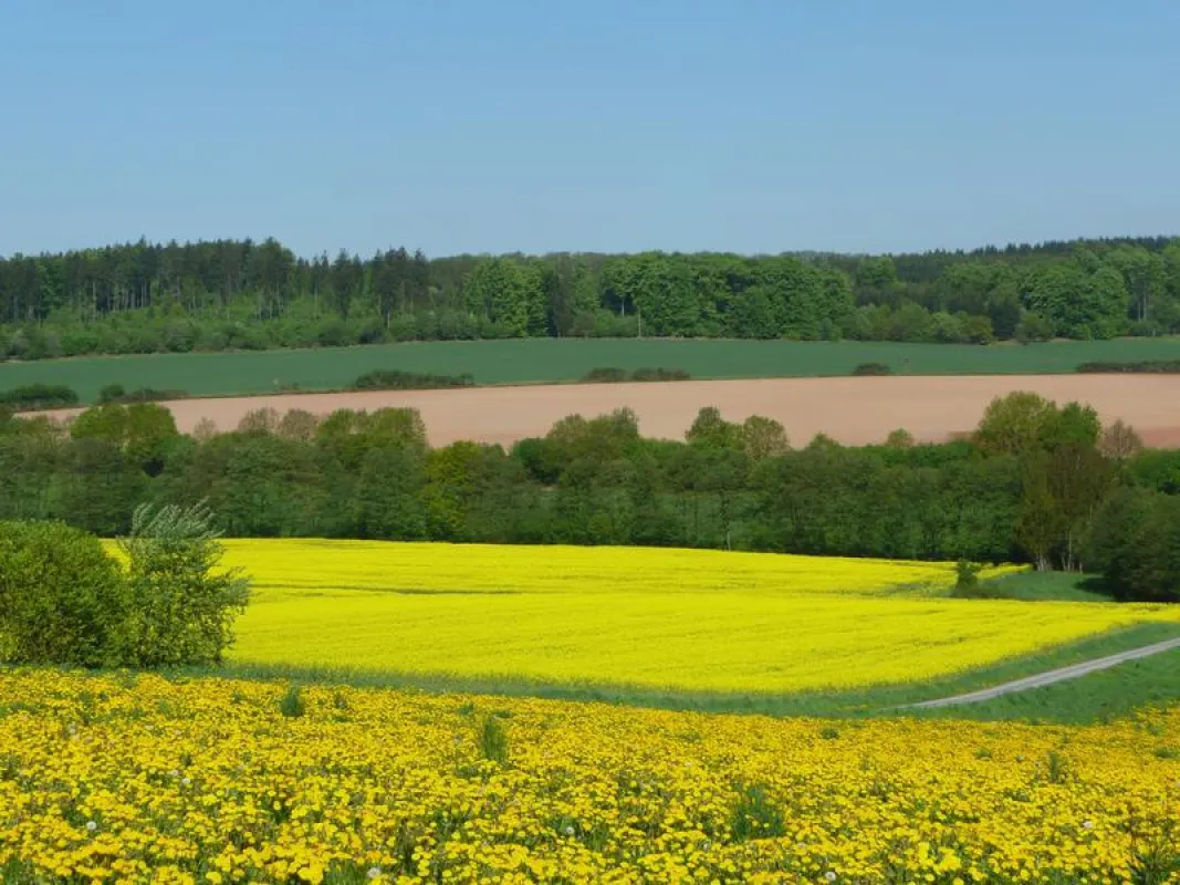 Landschaft in Südniedersachsen. Mit welchen Fruchtfolgen werden die Felder bestellt? (Foto: Horst-Henning Steinmann)