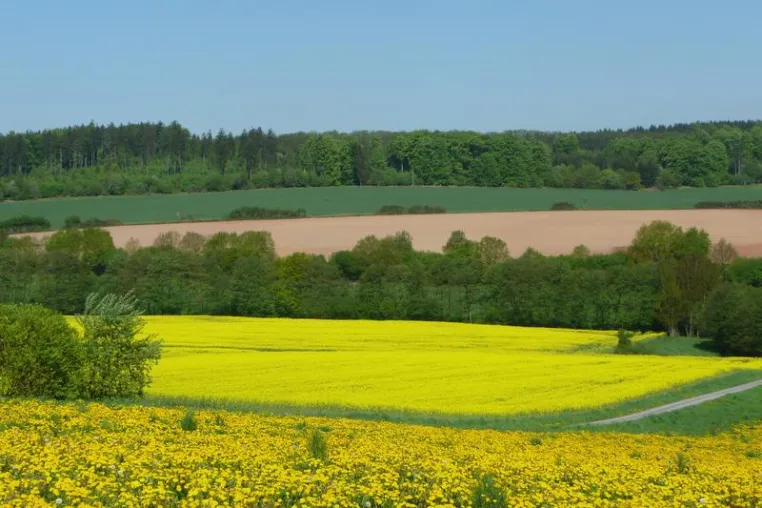 Bild: Fruchtfolgen in der Landwirtschaft: Einheitsbrei oder doch noch Vielfalt?