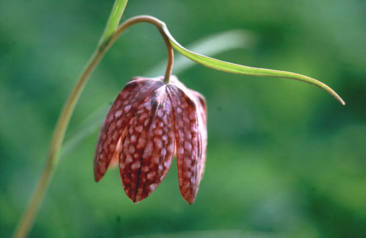Die vom Aussterben bedrohte Schachblume