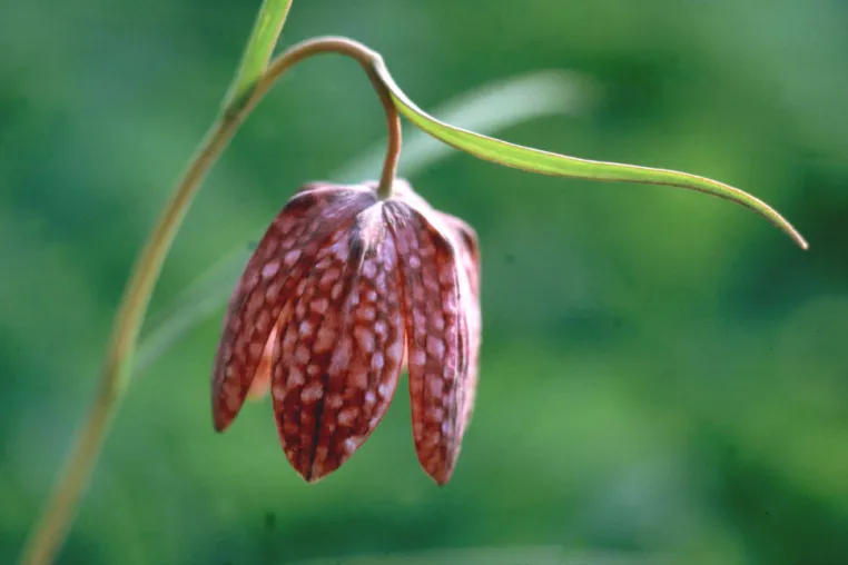Bild: Zauber der Pflanzen genießen: Botanische Spaziergänge in Hamburg