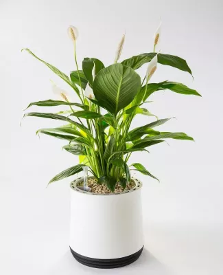 Bild: Für bessere Luft in Wohn- und Arbeitsräumen: AIRY hilft bei der Beseitigung von kaltem Zigarettenrauch