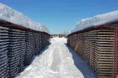 Bild: Maple Gold Mines - der neue Star im Abitibi Greenstone Belt