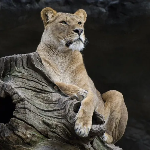 Bild: Fotoseminare im Tierpark Hagenbeck: Weg vom Knipsen – hin zum Sehen lernen