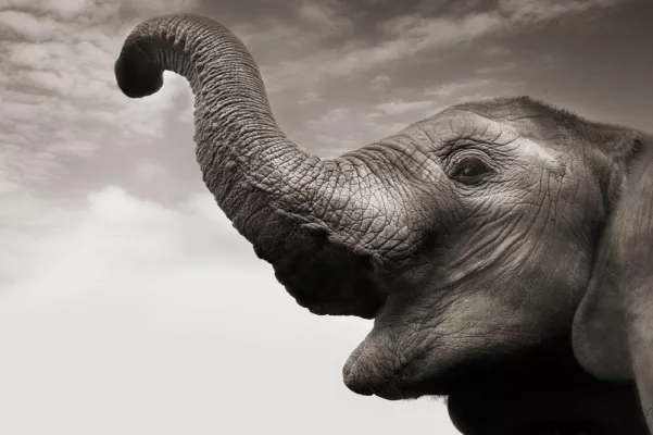 Bild: A night for the ivory orphans - Charity Auktion bringt 14.100 Euro für die Elefantenwaisen von Kenia