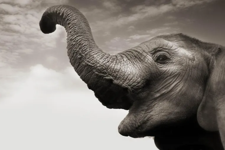 Bild: A night for the ivory orphans - Charity Auktion bringt 14.100 Euro für die Elefantenwaisen von Kenia