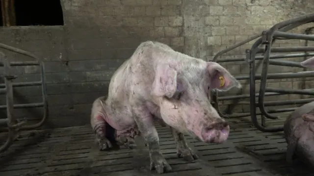 Bild: Verwahrloste Schweinezucht: ANINOVA deckt katastrophale Zustände im Märkischen Kreis auf