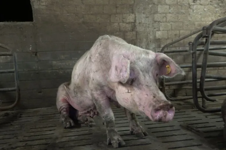 Verwahrloste Schweinezucht: ANINOVA deckt katastrophale Zustände im Märkischen Kreis auf Bild: Verwahrloste Schweinezucht: ANINOVA deckt katastrophale Zustände im Märkischen Kreis auf