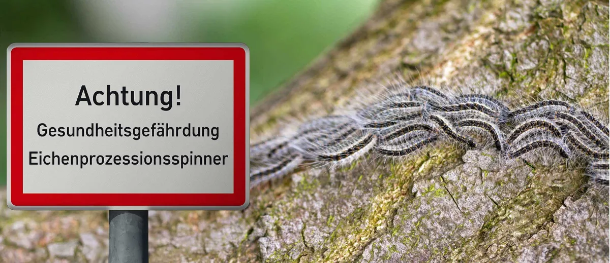Warnung vor dem Eichen-Prozessionsspinner in München (© 089 Baumpflegerei München GmbH)