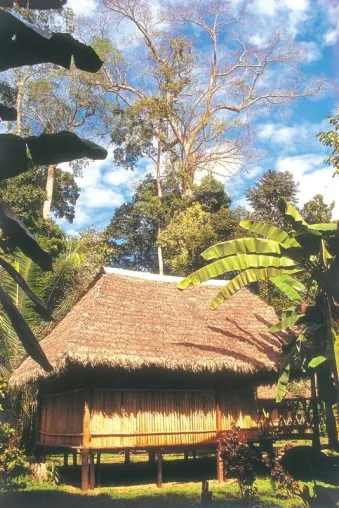 Bild: Eco-Lodges: Hautnah den peruanischen Regenwald erleben