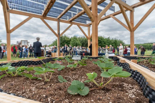 Bild: Neue Versuchsanlage verbindet Erzeugung von Solarstrom und Landwirtschaft