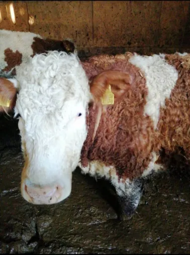 Bild: Rinder müssen kniehoch in Scheiße stehen - Deutsches Tierschutzbüro erstattet Anzeige 