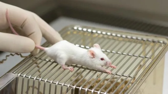 Bild: Trotz Verbot von Kosmetik-Tierversuchen - 150.000 Tiere müssen für Botox-Tierversuche qualvoll sterben