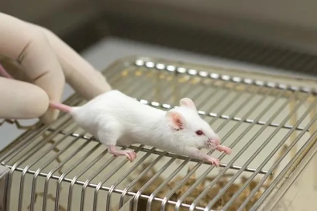Bild: Trotz Verbot von Kosmetik-Tierversuchen - 150.000 Tiere müssen für Botox-Tierversuche qualvoll sterben