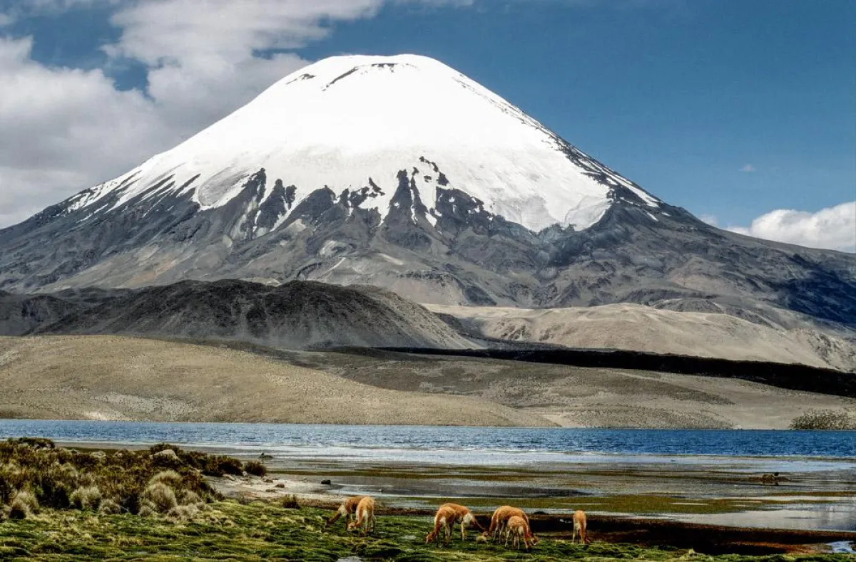 Vicunas vor dem Vulkan Parinacota im chilenischen Nationalpark Lauca