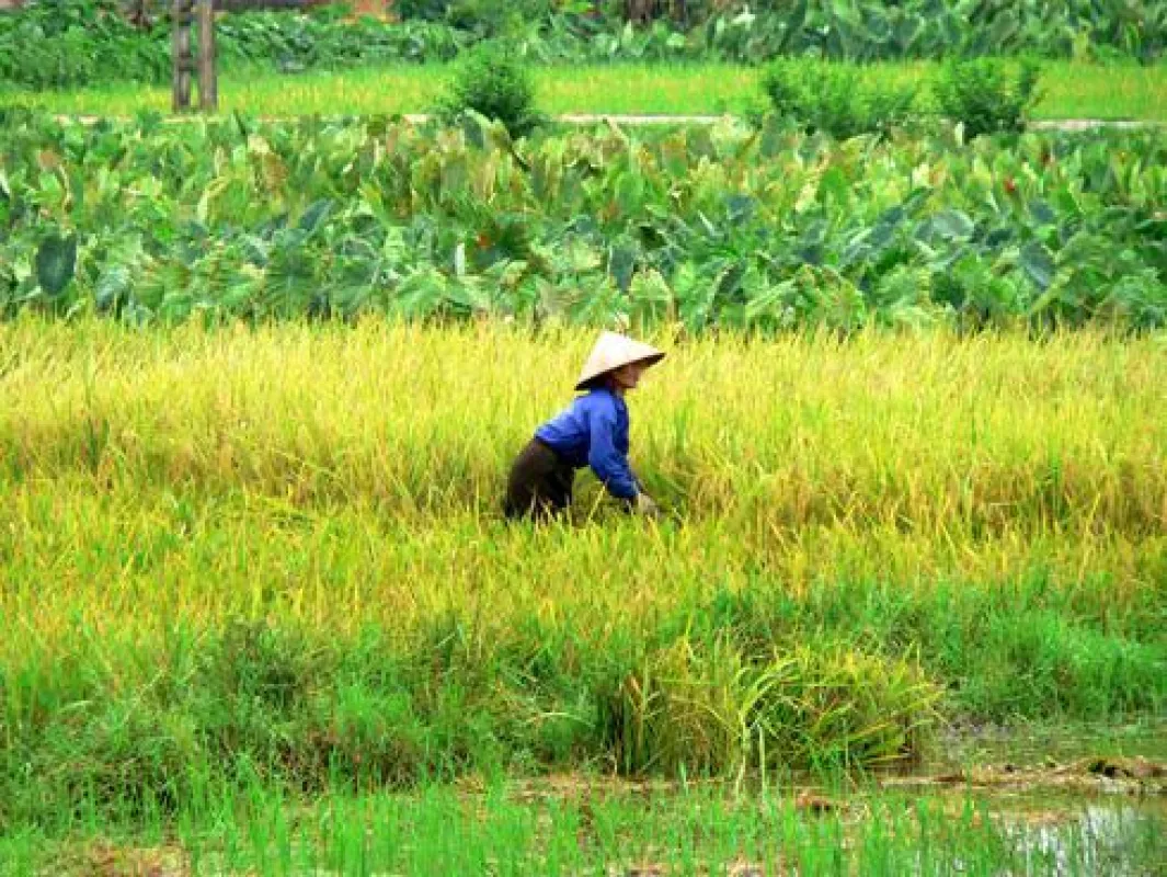 Mit reisefieber reisen Vietnam erkunden