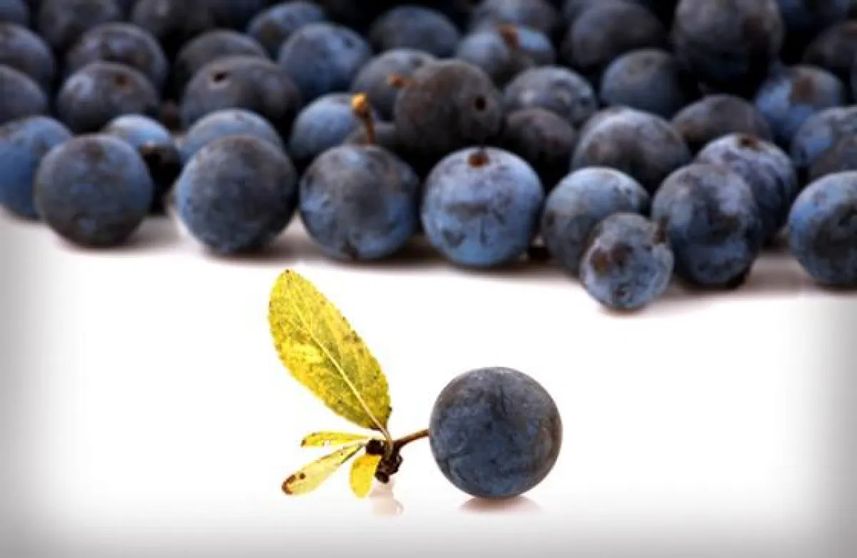 Acai-Beeren Dr. Giorgini