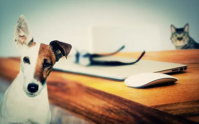 Bild: Gewaltfreies Training für Hund, Katze und Co.: Mit dem Clickern die Bindung stärken
