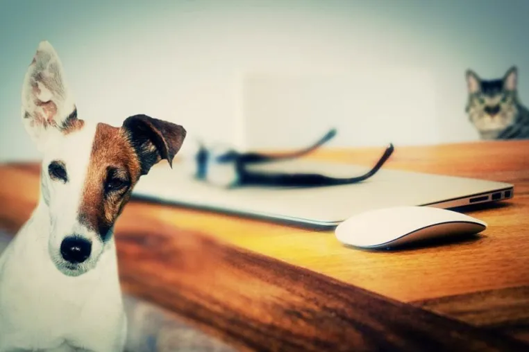 Bild: Gewaltfreies Training für Hund, Katze und Co.: Mit dem Clickern die Bindung stärken