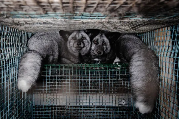 Bild: EU-Pelzfarmverbot droht zu scheitern: 150.000 Menschen erhöhen Druck auf EU-Kommission