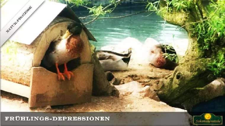 Bild: Traurigkeit im Frühling